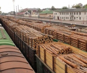 Депутати з’ясовують, скільки деревини вивезли з Прикарпаття. ВІДЕО