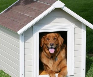 “Дім Сірка” не може купити будки для собак калуського притулку. РЕКВІЗИТИ