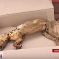 На Прикарпатті нарешті знайшли невловиму чупакабру (Відео)