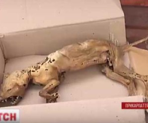 На Прикарпатті нарешті знайшли невловиму чупакабру (Відео)