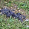 Оприлюднена причина смерті чоловіка, якого знайшли в лісі поблизу села Крилос