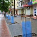 На центральній вулиці Франківська до свят висадили молоді деревця