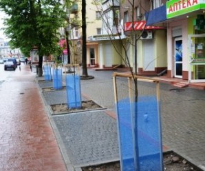 На центральній вулиці Франківська до свят висадили молоді деревця