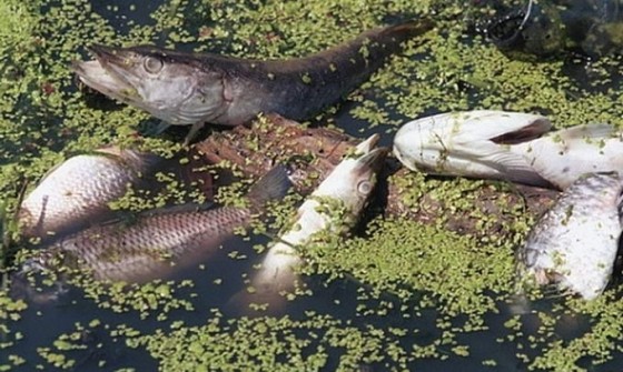 Екологічне лихо: на Снятинщині у ріці Турка гине риба