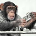Науковці повідомили, що у поведінці мавп та політиків є схожість