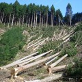 Прикарпатцеві грозить три роки позбавлення волі за три зрубаних дерева