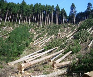 Прикарпатцеві грозить три роки позбавлення волі за три зрубаних дерева