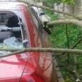 У Франківську дерево впало на машину (ФОТО)