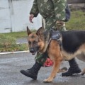В Івано-Франківську тренують собак-саперів для зони АТО