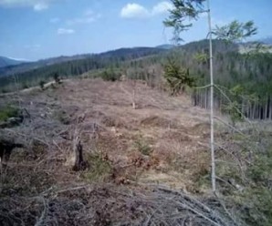 На Івано-Франківщині СБУ викрила незаконний експорт лісу