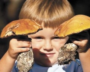 На Франківщині трирічна дитина отруїлася грибами