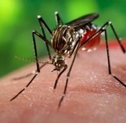5 порад, які позбавлять від комариних укусів
