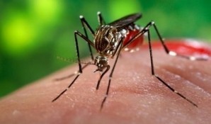 5 порад, які позбавлять від комариних укусів