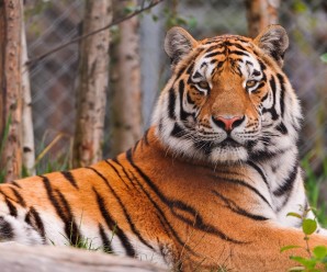 В пекінському парку тигр викрав дівчину – вона не встигла зайти в авто (відео)