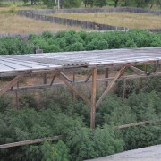 В Карпатах СБУ знайшла величезну плантацію коноплі (ФОТО)
