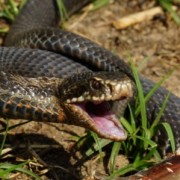 На Прикарпатті однорічну дитину вкусила змія