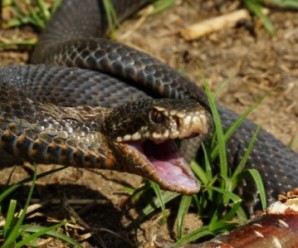 На Прикарпатті однорічну дитину вкусила змія