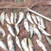 На Пруті спіймали браконьєрів, які наловили риби на 8 тисяч гривень