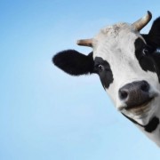 На Прикарпатті раніше судимий юнак викрав корову у пенсіонерки