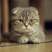 Вчені підтвердили здатність кішок до лікування людей
