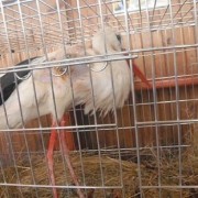 Прикарпатські ветеринари ампутували лелеці крило (ФОТО)
