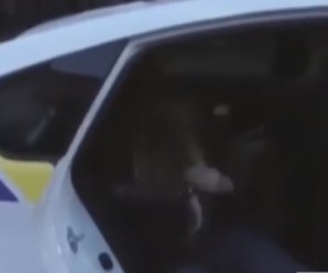 Розваги з дівчатами у машині – це робота для патрульних Житомира (відео)