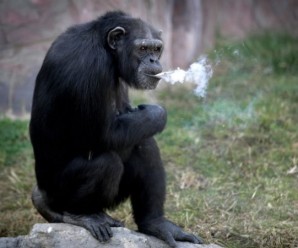 Жінки з сигаретами дещо схожі на цю мавпу… (відео)
