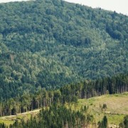 На Надвірнянщині триває масштабне винищення лісів (ВІДЕО)