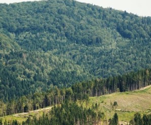 На Надвірнянщині триває масштабне винищення лісів (ВІДЕО)