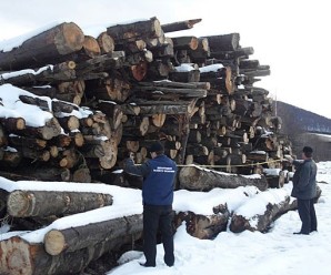 На Прикарпатті поліція затримада підприємця, який намагався незаконно експортувати ліс (фото)