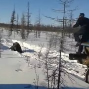 У Якутії чоловіки на “Уралах” задавили ведмедя (відео)