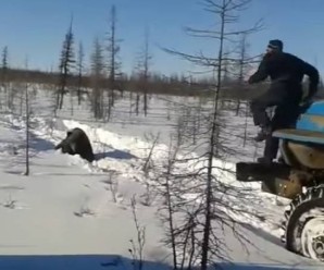 У Якутії чоловіки на “Уралах” задавили ведмедя (відео)