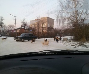 Мешканці Тисмениці скаржаться на зграї бездомних собак, що облюбували територію біля дитячого садка (фото)