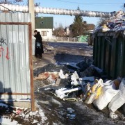В Івано-Франківську на смітник для будвідходів невідомі викинули туші свиней (фотофакт)