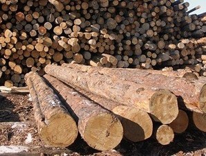 Нардеп від Прикарпаття закликав депутатів ВР не допустити обміну українського лісу на європейський кредит