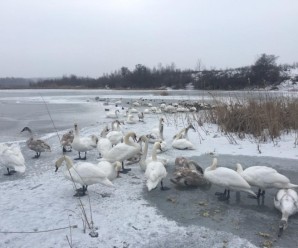 У Коломиї на озері замерзають лебеді. ФОТО