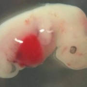 Вчені створили ембріони-химери людини і свині