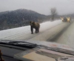 Поблизу Закарпаття ведмеді гуляють просто по дорогах
