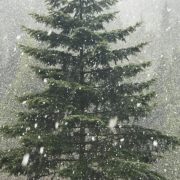 Весна відміняється! На Прикарпатті випав обіцяний синоптиками сніг. ФОТО