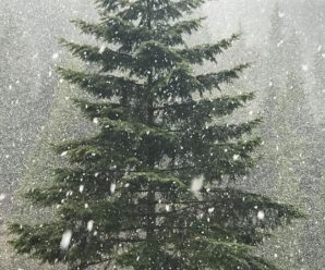 Весна відміняється! На Прикарпатті випав обіцяний синоптиками сніг. ФОТО
