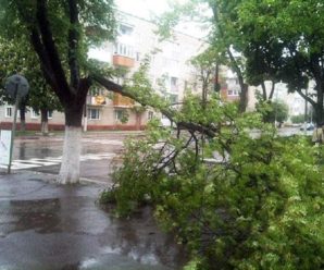 На 15-річну школярку у Львові впало дерево. Дитина в лікарні
