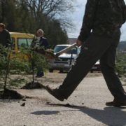 У Ворохті в ями посадили дерева: люди вимагають ремонту дороги. ФОТО