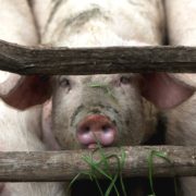 Прикарпатцям відшкодують кошти за свиней, вражених Африканською чумою