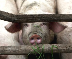 Прикарпатцям відшкодують кошти за свиней, вражених Африканською чумою