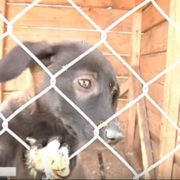 Волонтери просять допомоги для єдиного в Івано-Франківську притулку для тварин (відео)