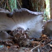 Дивний гриб, знайдений у Карпатах, планують внести до Червоної книги