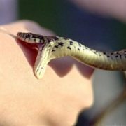 На Прикарпатті 9-річну дитину вкусила змія