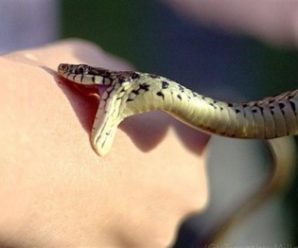 На Прикарпатті 9-річну дитину вкусила змія
