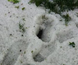 Крим засипало травневим снігом: шокуючі відео