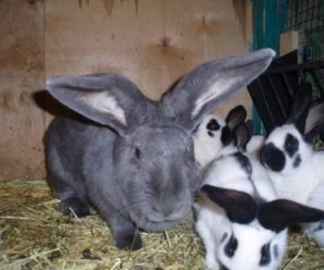 У прикарпатця з господарства вкрали 28 кролів